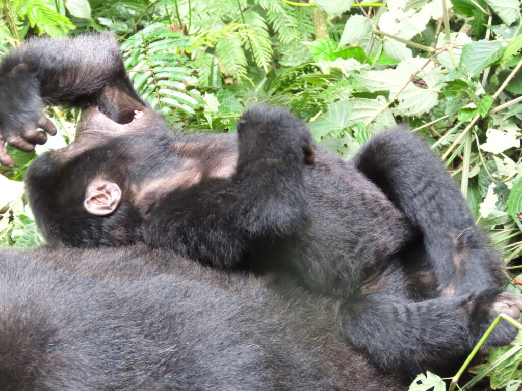 Gorilla Trekking Stag and Hen Party Uganda: Unique Idea