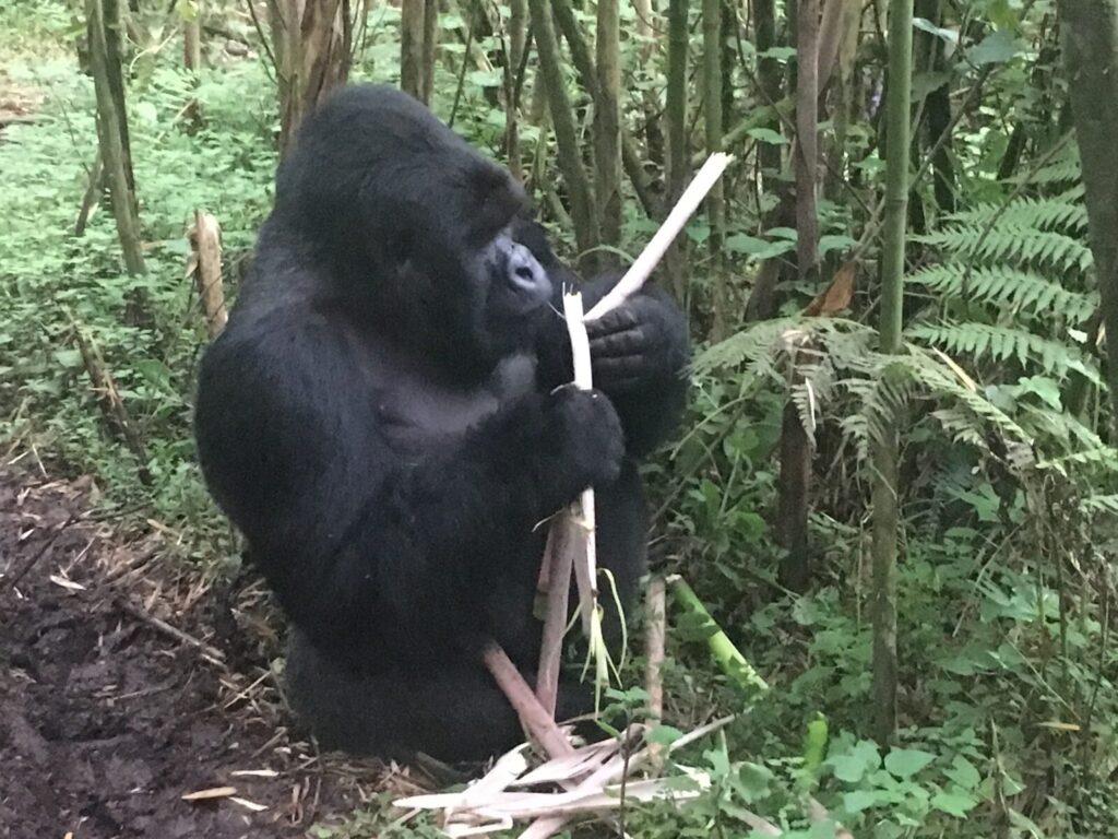 The Gorilla Trekking Permit Sale Uganda: When It Happens and How to Get It