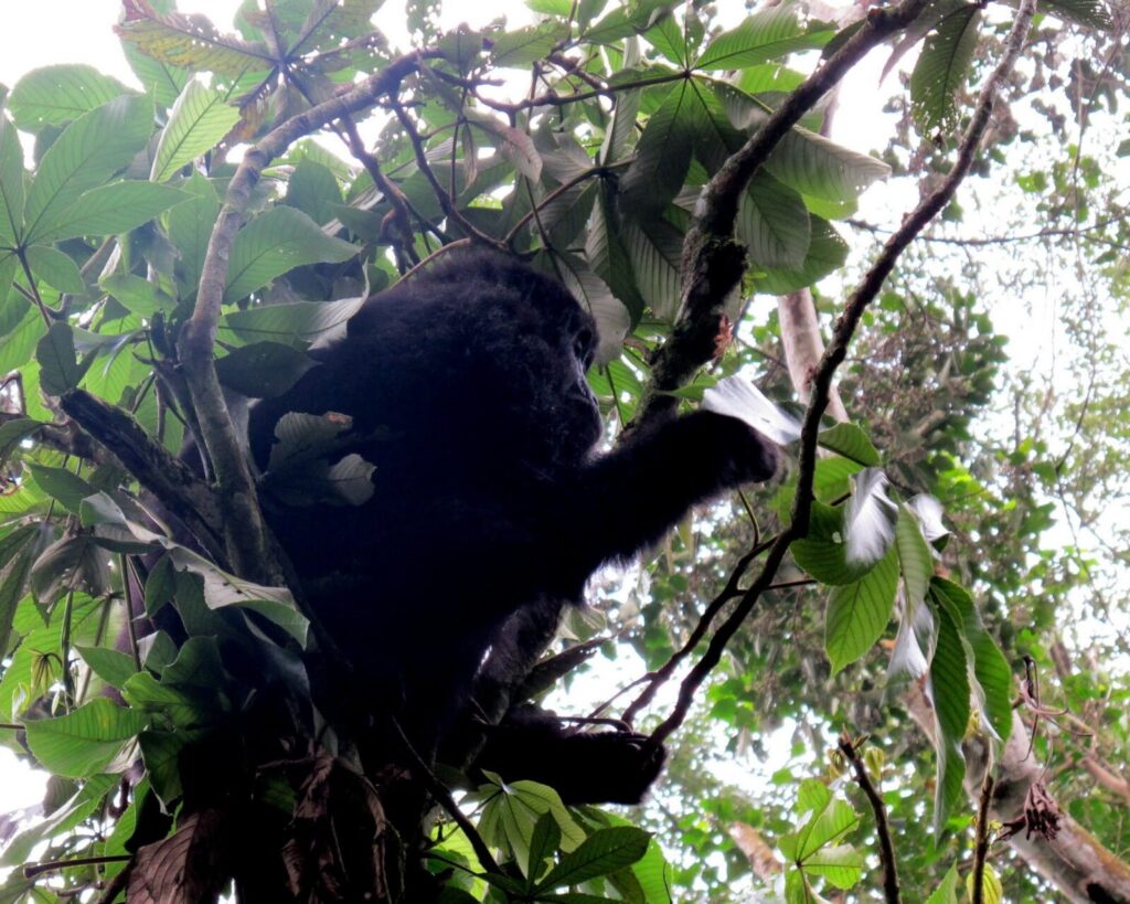 Gorilla Trekking Uganda Black Friday 2027: Early Booking Offer