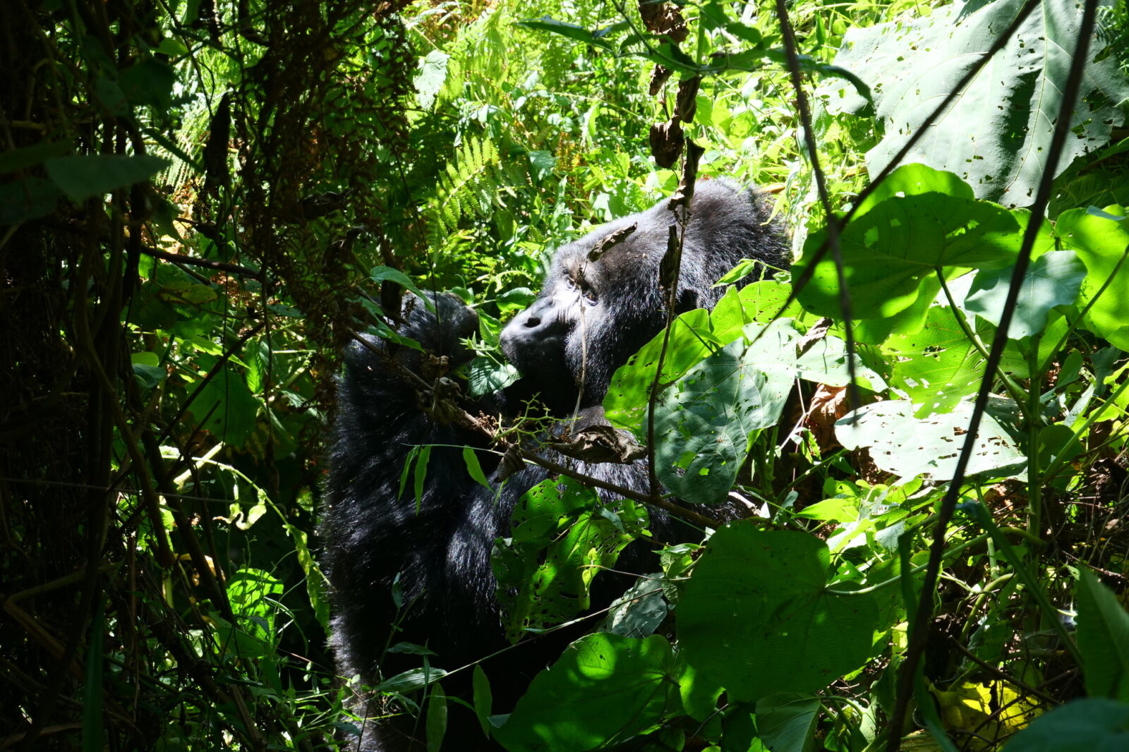 Cyber Monday Gorilla Trekking Uganda 2027: How to Claim the Deal