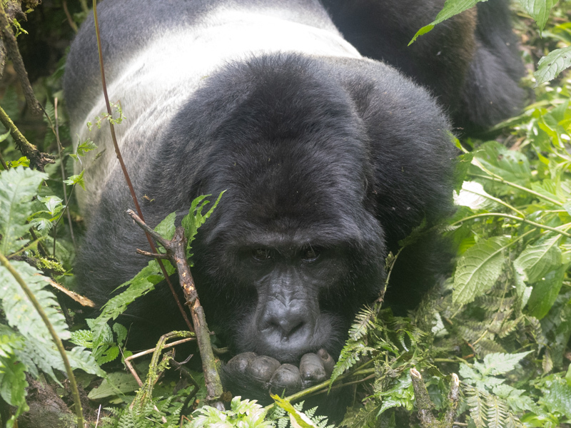 Easter Gorilla Trekking Uganda 2027: 4-Day Break in the Forest
