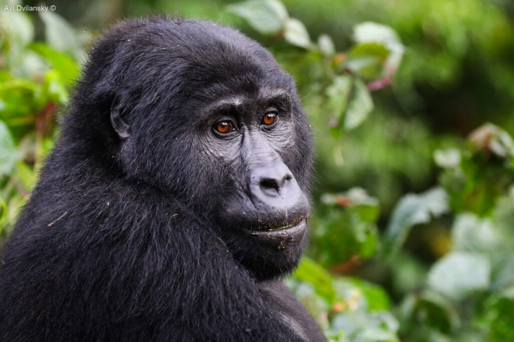 What Ugandans Eat for Breakfast: Food Culture Before the Safari