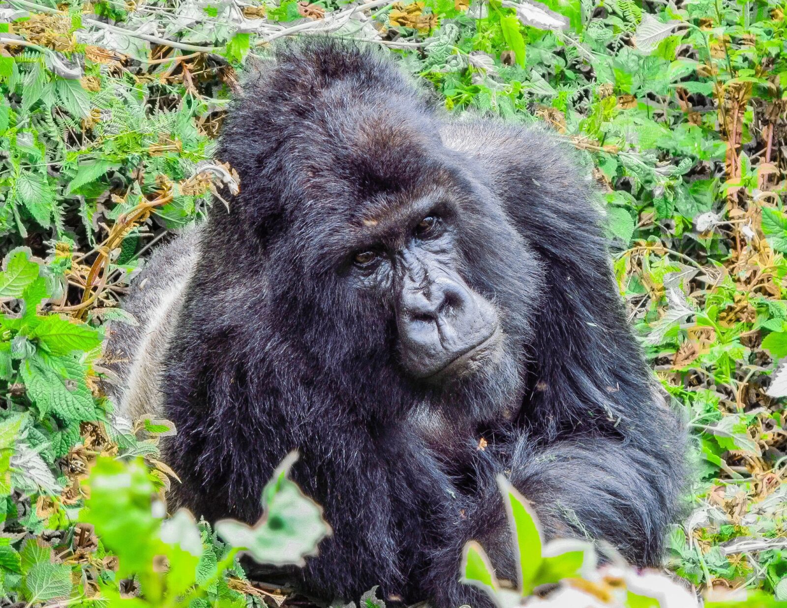 The Market Day in Kisoro: What Happens the Day Before Gorilla Trekking