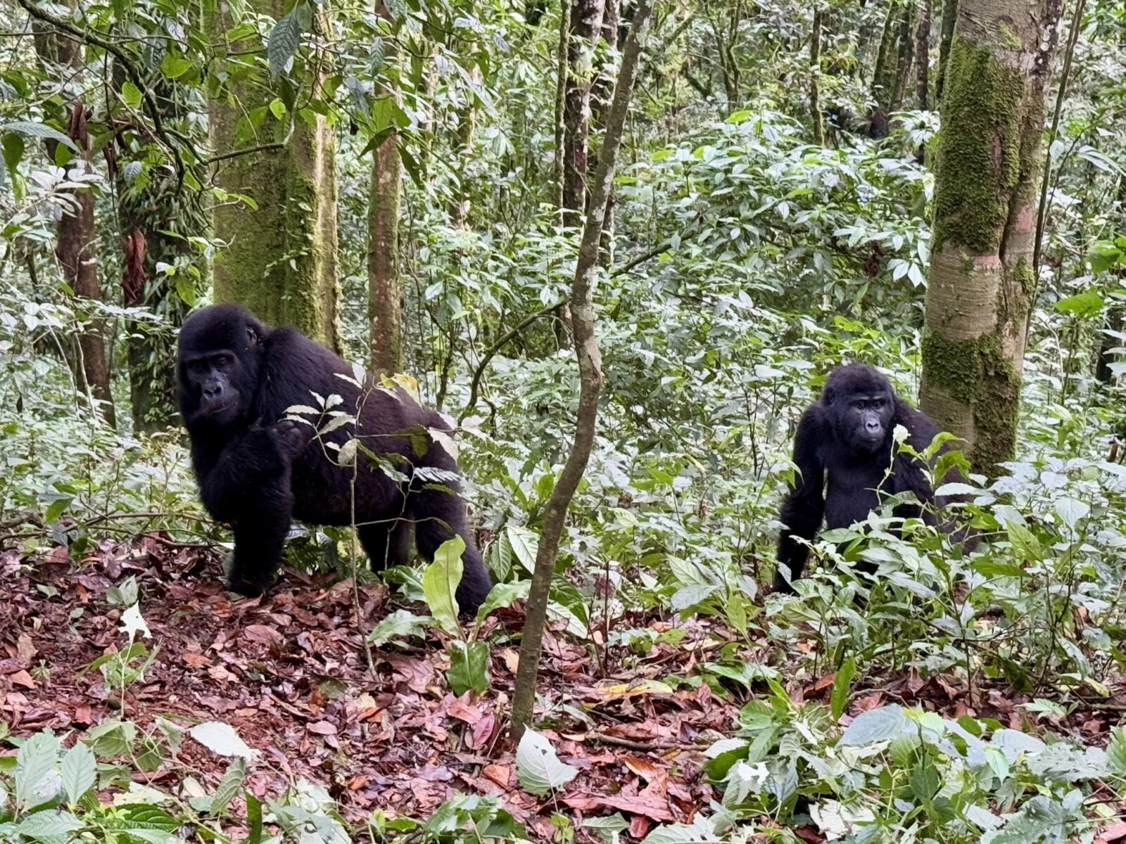 The Road to Bwindi: What You See on the 8-Hour Drive From Kampala