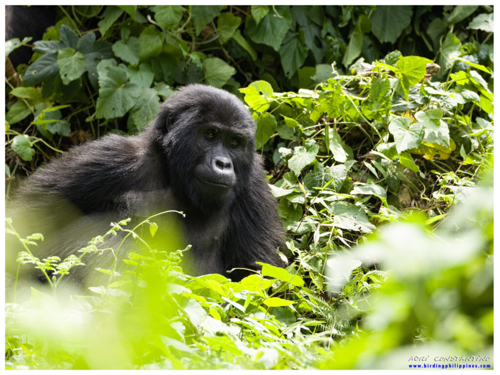 Uganda s Traditional Medicine and the Plants That Gorillas Eat