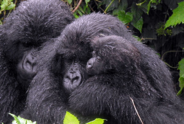 Mountain Gorilla Diet and Feeding Habits: What Gorillas Eat