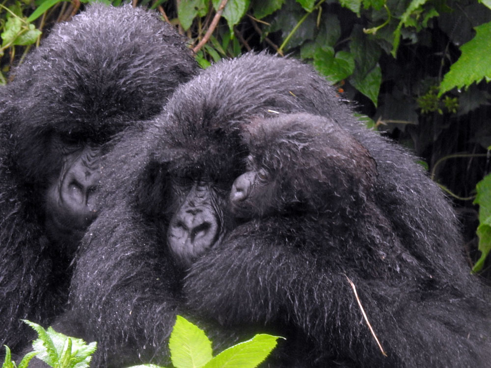 Mountain Gorilla Diet and Feeding Habits: What Gorillas Eat