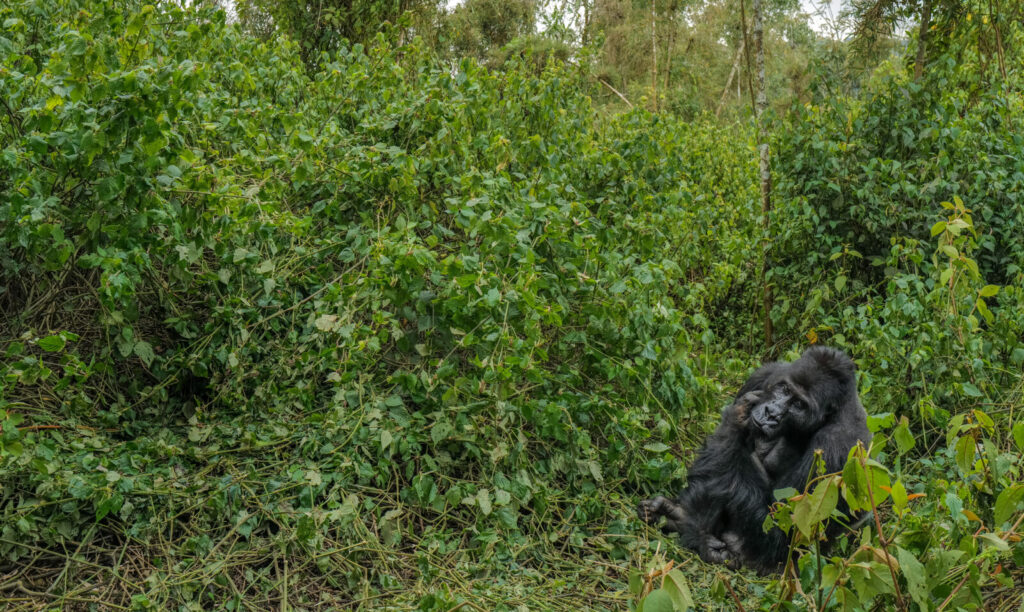 Kigezi: The Switzerland of Africa Where the Gorillas Live