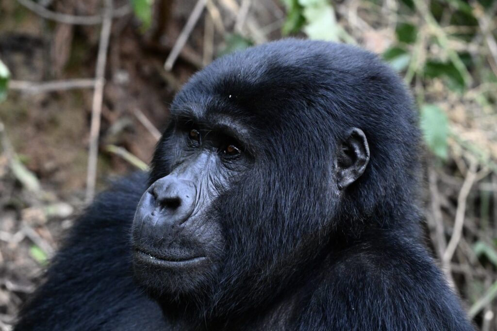 Gorilla Trekking Uganda vs Rwanda: Side-by-Side Cost Comparison 2027