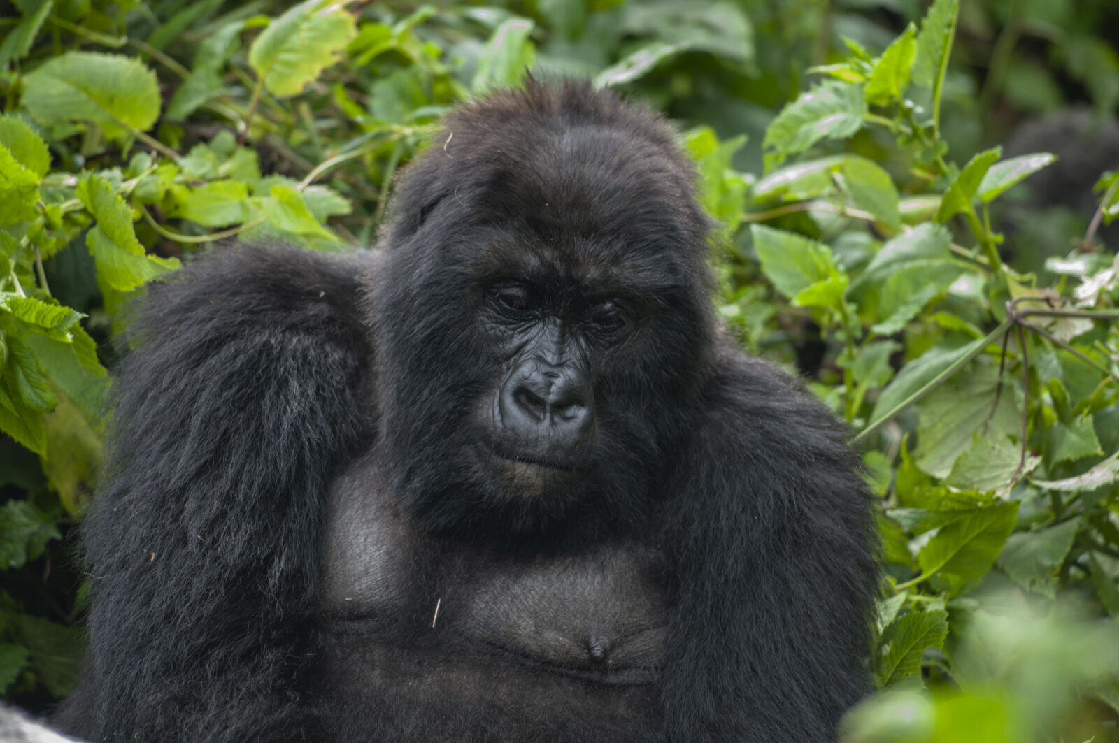 Gorilla Trekking Uganda: Pay in Dollars, Euros or Pounds   All Accepted