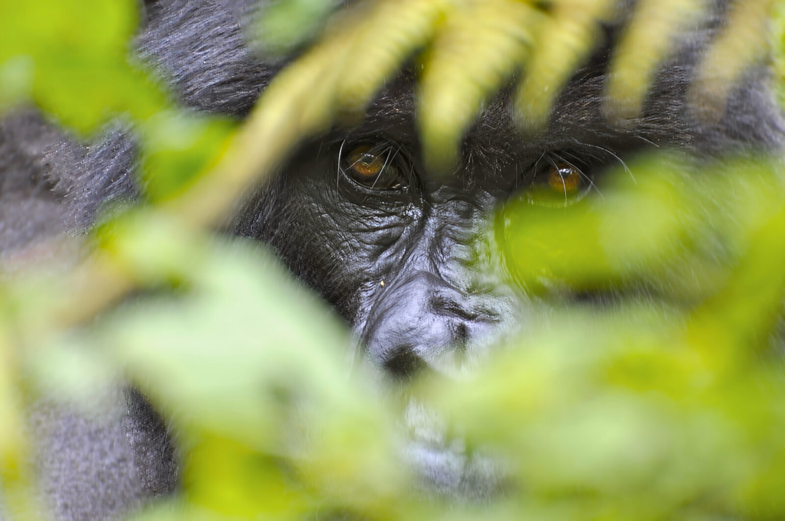 The Gorilla Trekking Uganda Price Guarantee: We Beat Any Like-for-Like Quote