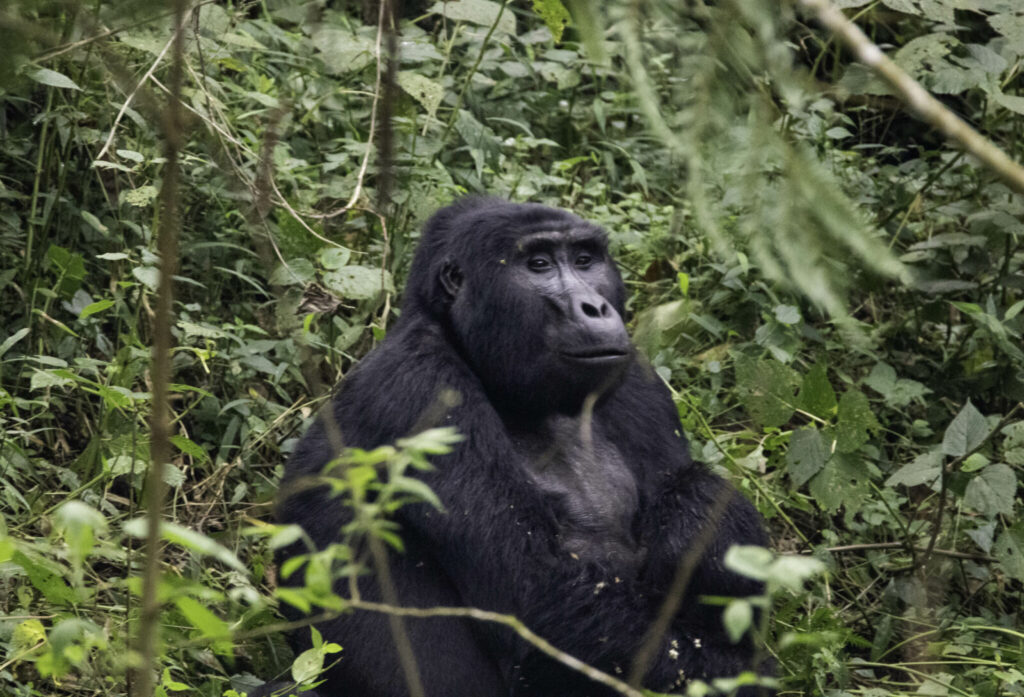 If You Only Do One Safari in Your Life, Make It Gorilla Trekking Uganda