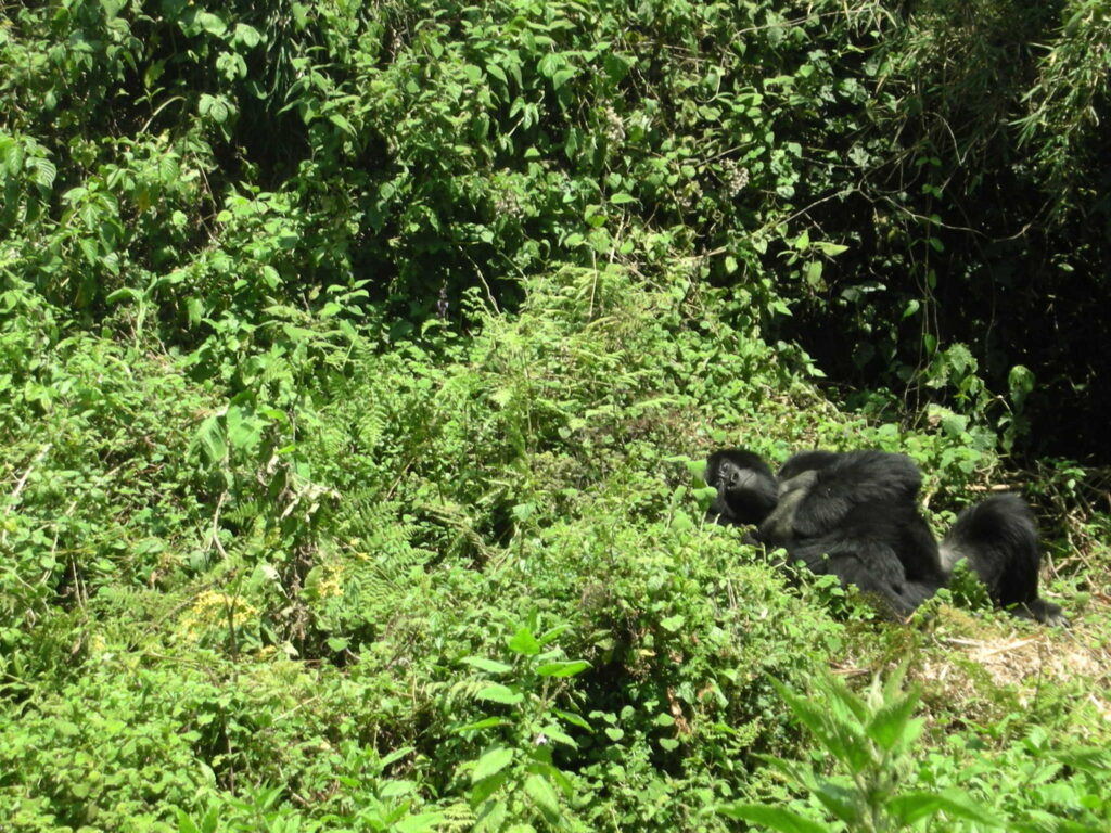 The Trip You Will Tell Your Grandchildren About: Gorilla Trekking in Uganda