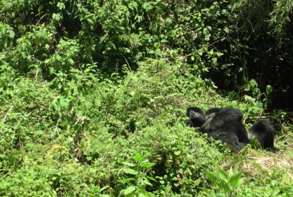 The Trip You Will Tell Your Grandchildren About: Gorilla Trekking in Uganda