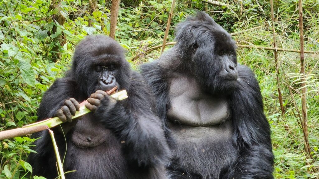 Gorilla Trekking and Birdwatching: Uganda s Premier Wildlife Combination