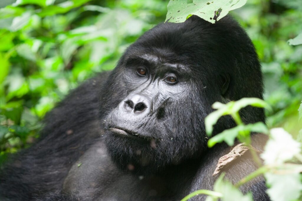 What Is Mountain Gorilla Habituation Experience in Uganda? The Ultimate Primate Encounter