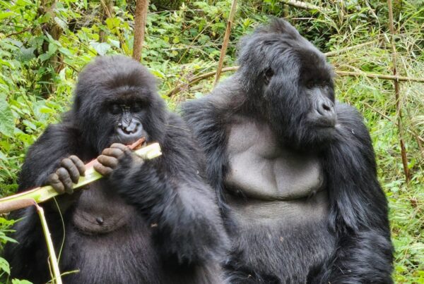 Gorilla Trekking and Birdwatching: Uganda s Premier Wildlife Combination
