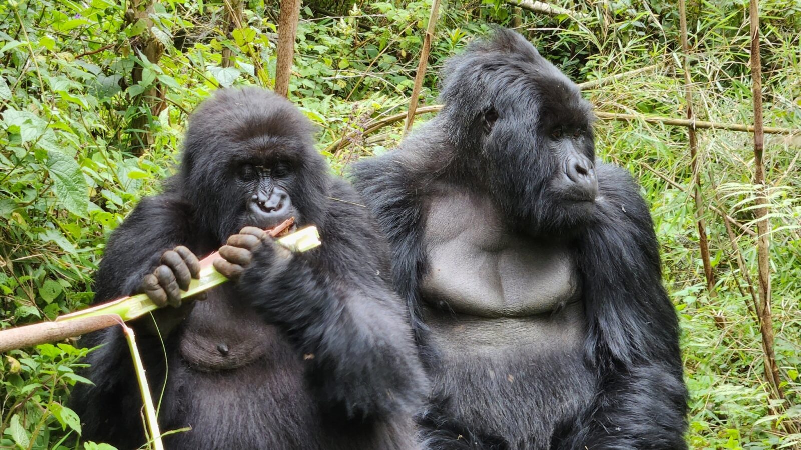 Gorilla Trekking and Birdwatching: Uganda s Premier Wildlife Combination