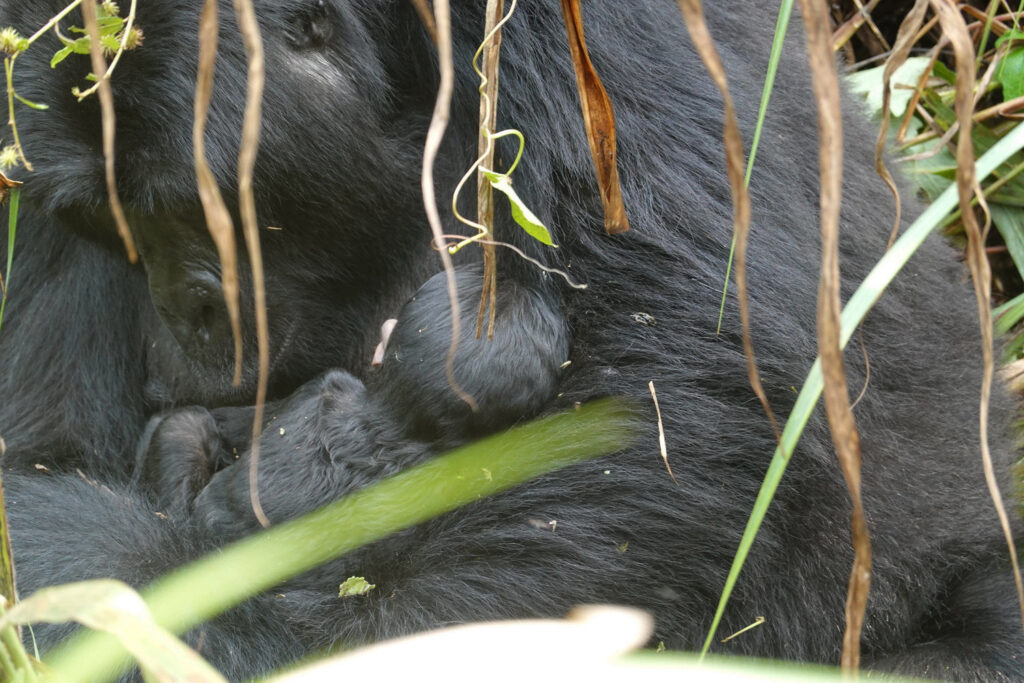Gorilla Trekking Group Size: Understanding Permit Limits and Group Rules