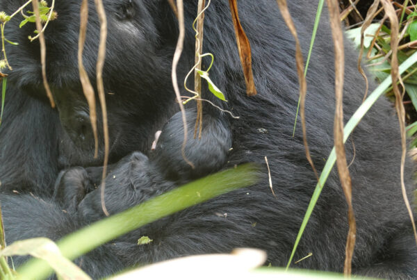 Gorilla Trekking Group Size: Understanding Permit Limits and Group Rules