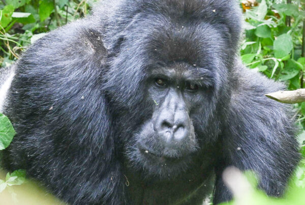 Last Minute Uganda Safari Deals: How to Find Genuine Discounts in 2026