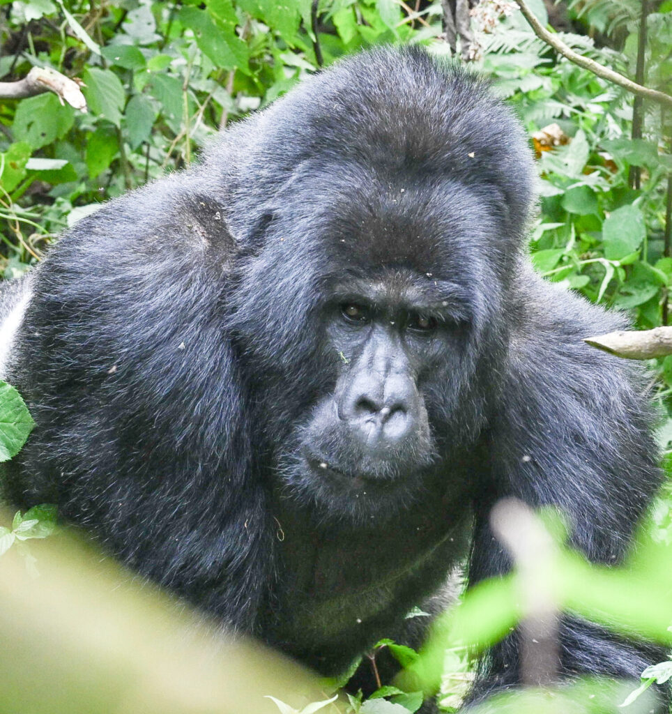 Last Minute Uganda Safari Deals: How to Find Genuine Discounts in 2026