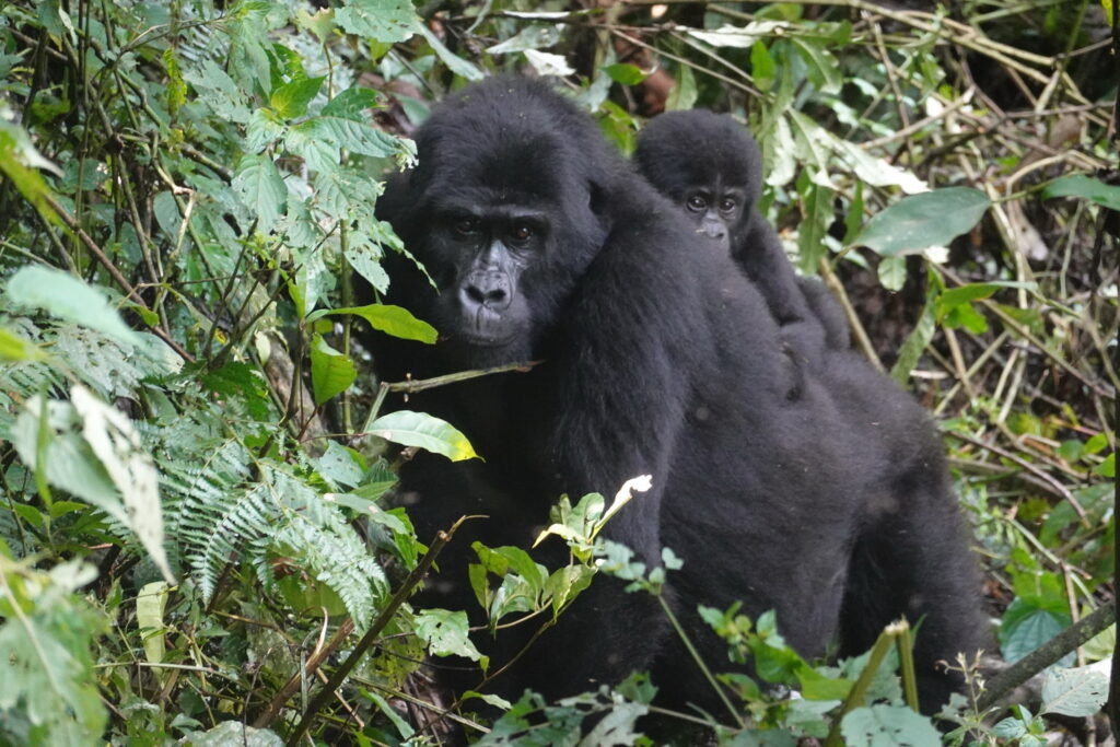 Bwindi Impenetrable Forest: Ecology, History, and Conservation