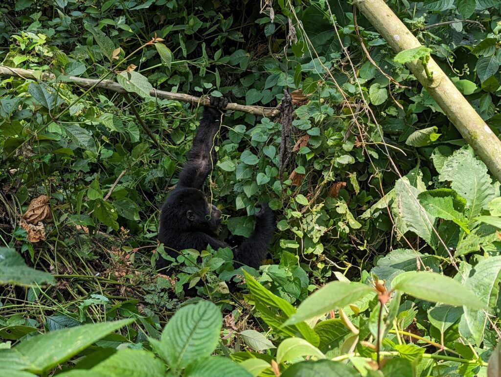 Uganda Visa on Arrival 2026: Who Qualifies, How It Works, and What You Need