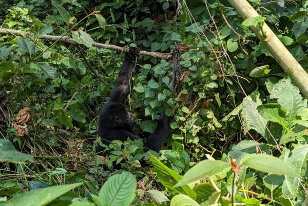 Uganda Visa on Arrival 2026: Who Qualifies, How It Works, and What You Need
