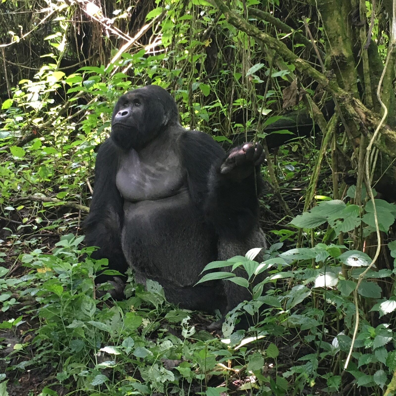 Why Do Gorillas Beat Their Chests? The Full Display Explained
