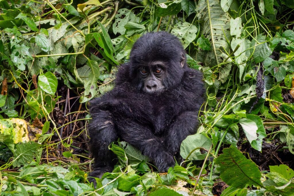 We Share 98.3% DNA With Gorillas   And They re Perfectly Healthy in Bwindi