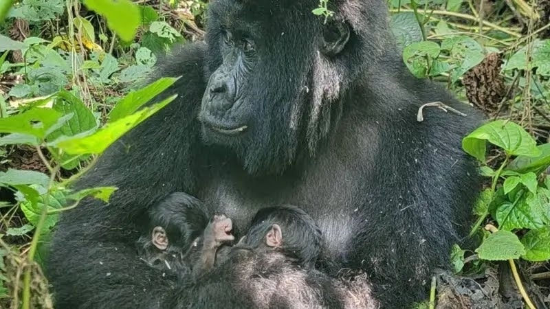 Cross River Gorilla: Africa s Rarest Gorilla Subspecies