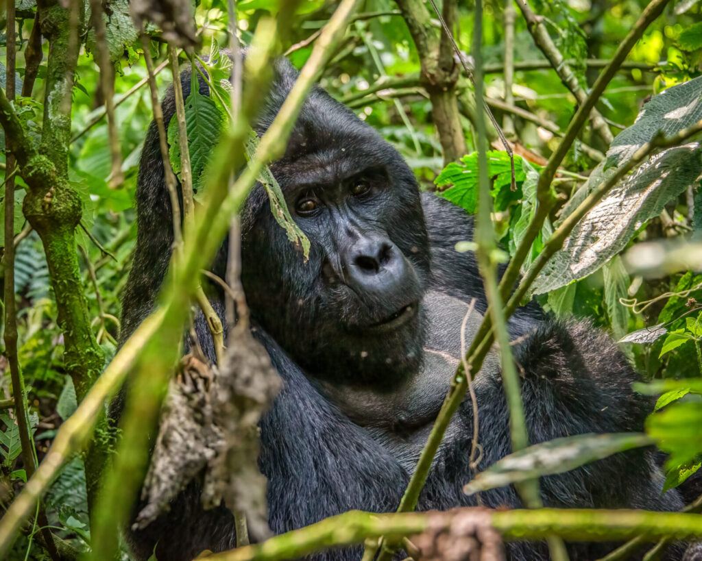 Gorilla Mating Behaviour: How Mountain Gorillas Reproduce