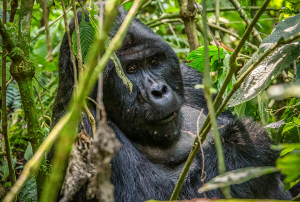 Gorilla Mating Behaviour: How Mountain Gorillas Reproduce