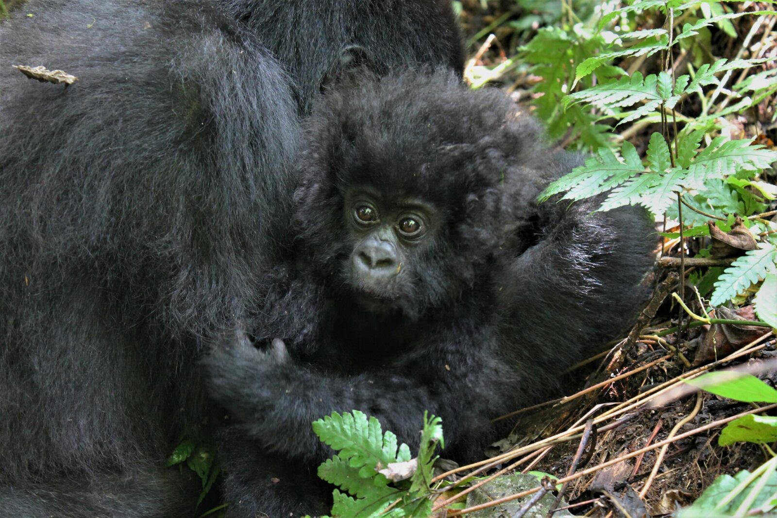 Uganda s Gorilla Permits Are Available Now   Here s Why That Never Happens