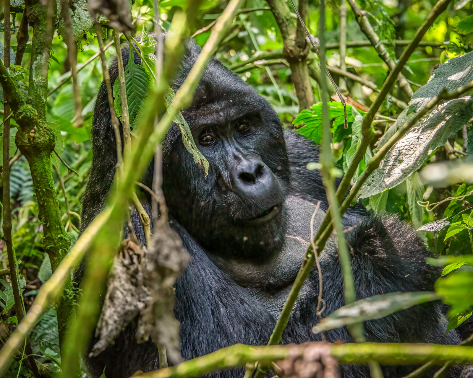 Gorilla Mating Behaviour: How Mountain Gorillas Reproduce