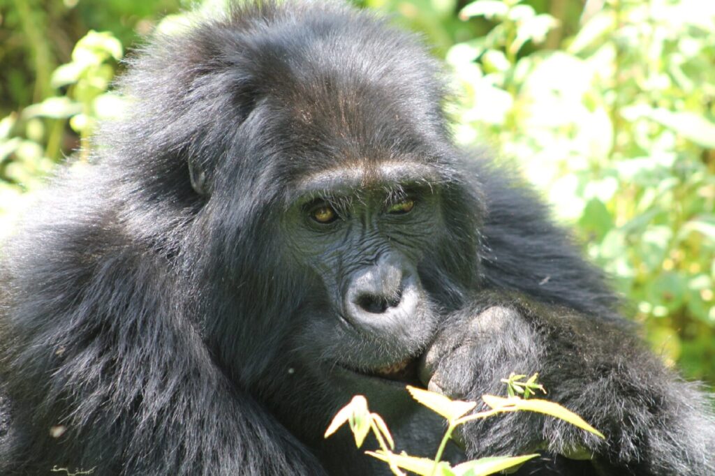 Gorilla Trekking Etiquette: Rules Every Visitor Must Follow