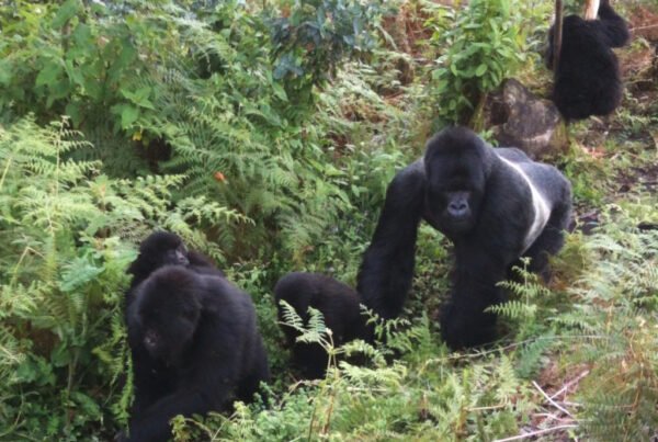 Gorilla Trekking vs Gorilla Habituation: Which Should You Choose?