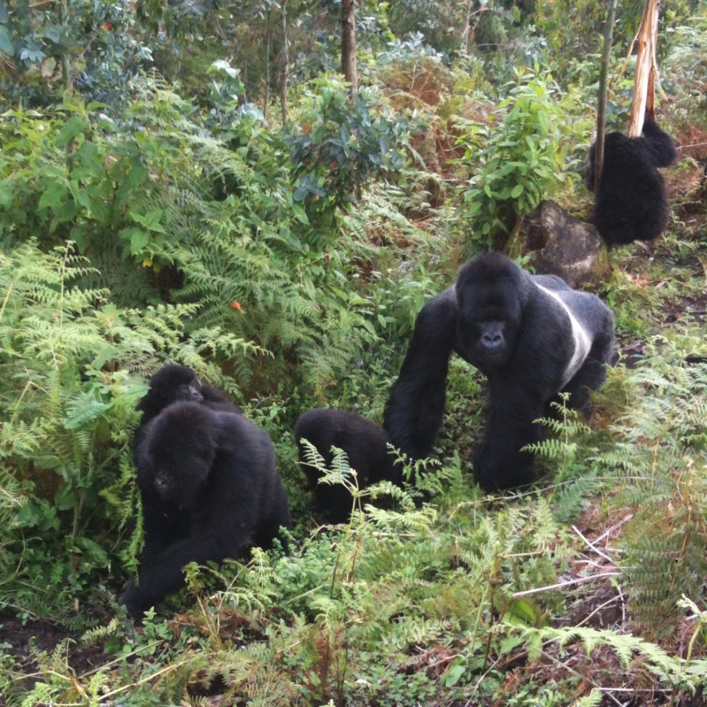 Gorilla Trekking vs Gorilla Habituation: Which Should You Choose?