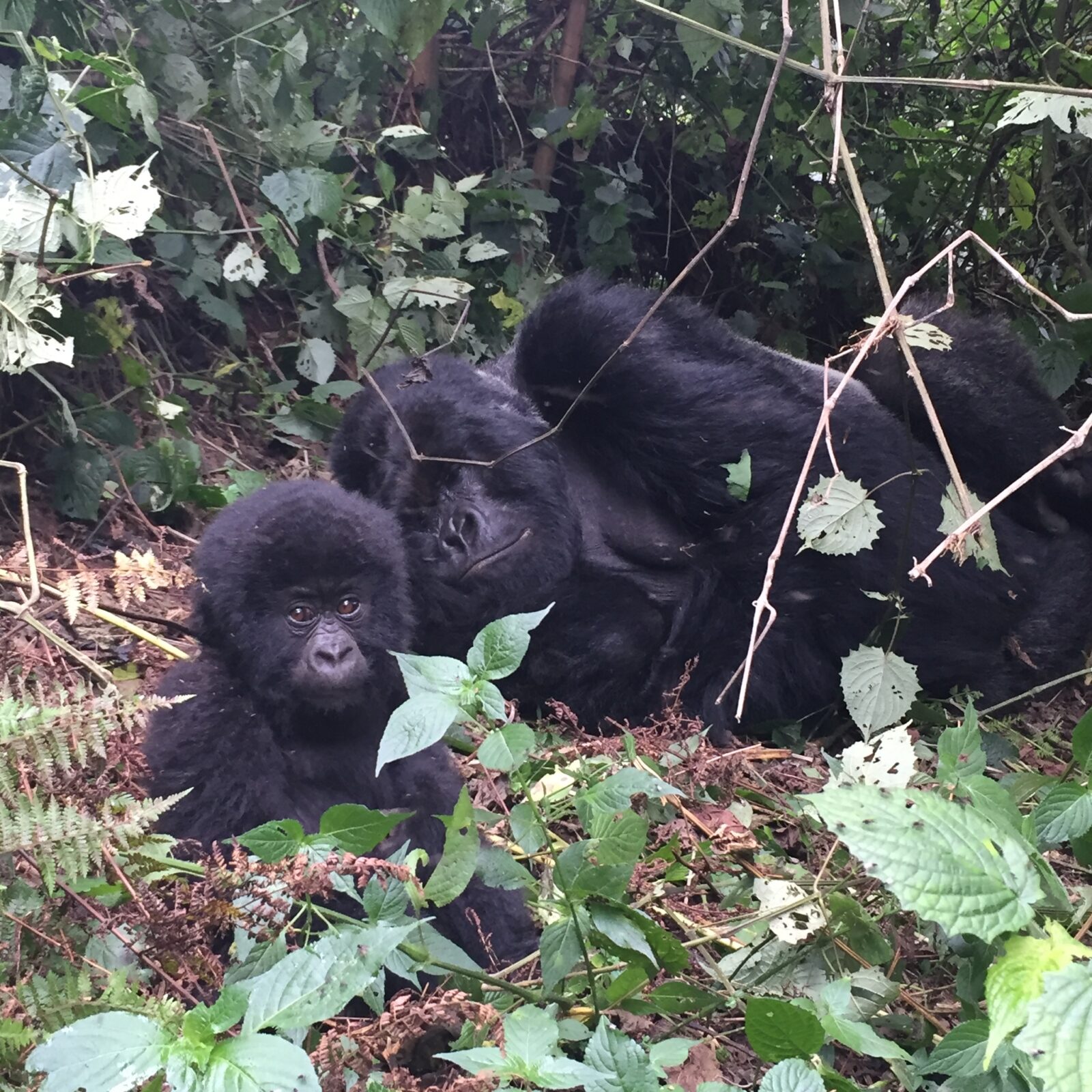 From the Nile s Roar to the Gorilla s Gaze Uganda s Wildest Safari Route