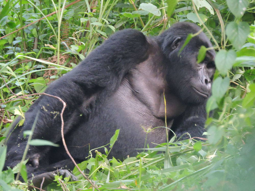 What It Feels Like When a Gorilla Charges at You and Stops