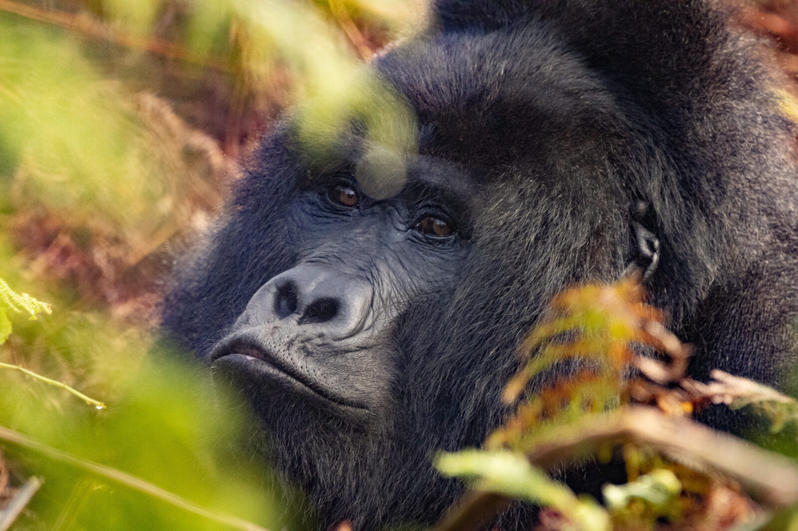 Virunga Mountains: The Volcanic Range That Shaped Gorilla Evolution