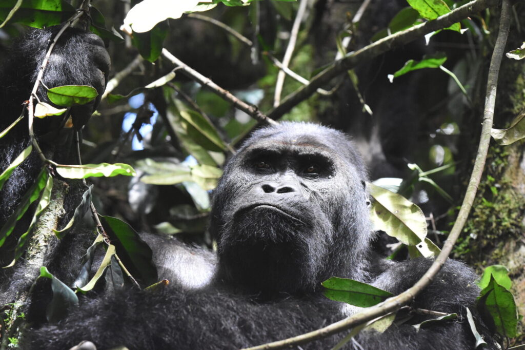 Uganda Cultural Experiences Near Gorilla Trekking Sites