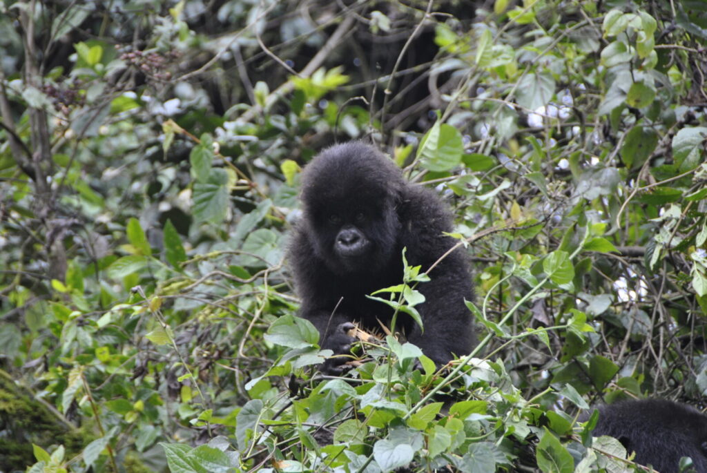 I Proposed to My Girlfriend in the Forest With Gorillas: She Said Yes