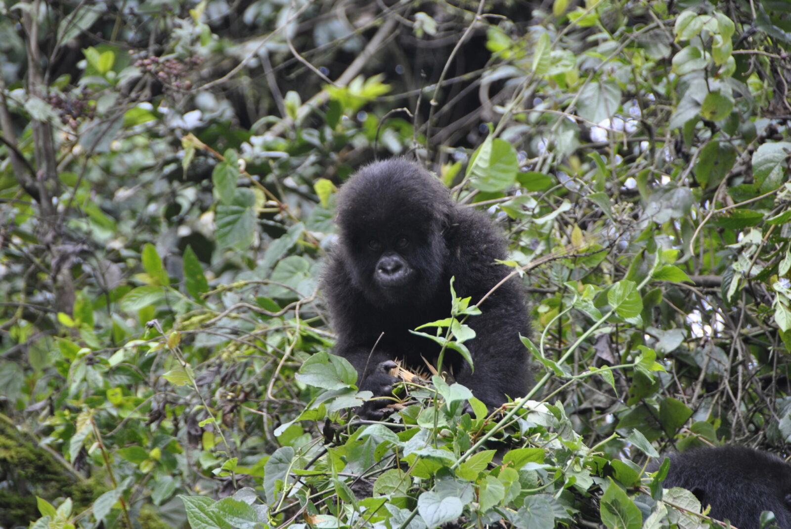 I Proposed to My Girlfriend in the Forest With Gorillas: She Said Yes