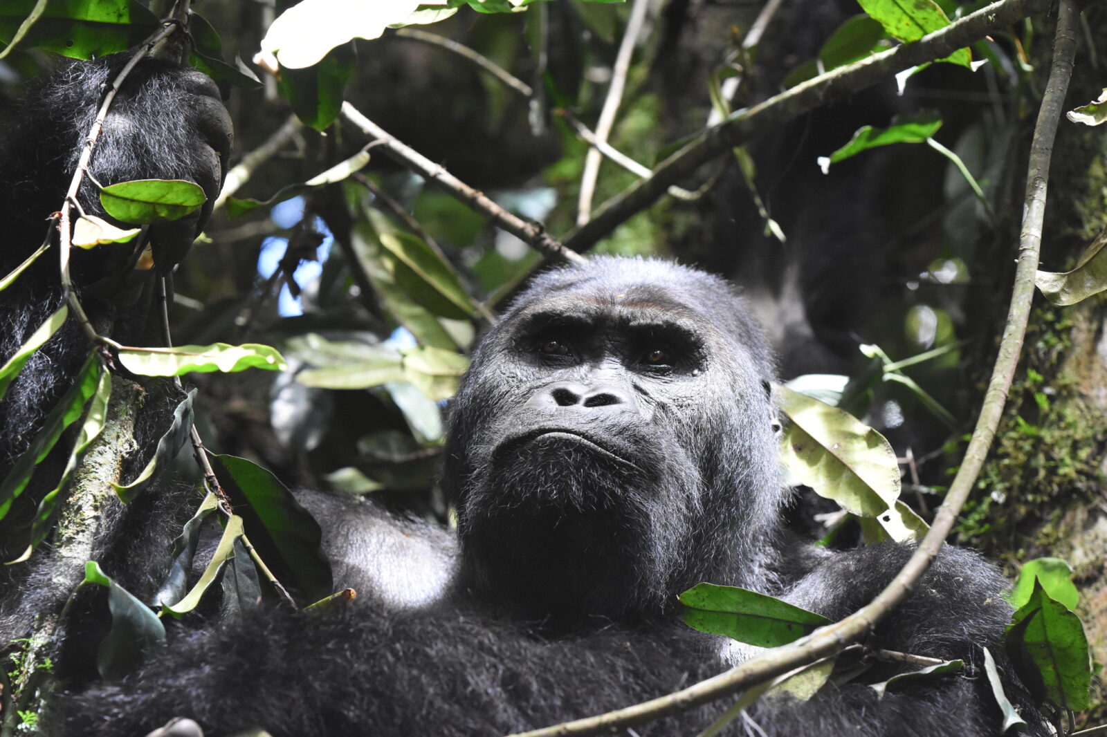 Uganda Cultural Experiences Near Gorilla Trekking Sites