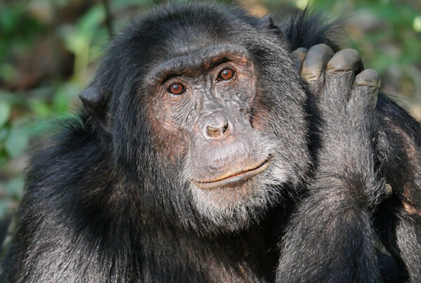 Chimps Are Swinging Through Kibale And the Forest Has Never Been Emptier
