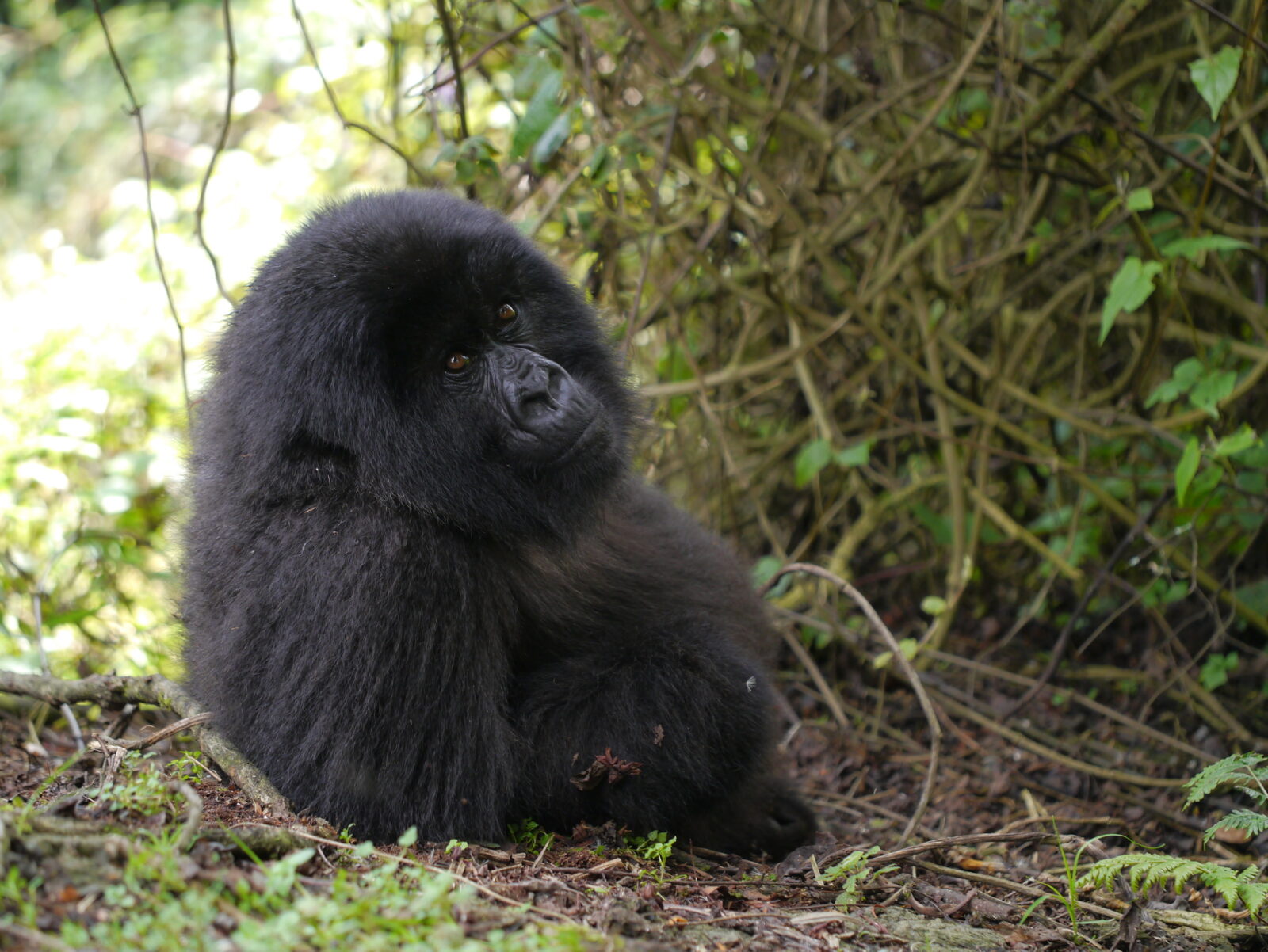 The Traveller Who Came to See Gorillas and Never Left Uganda