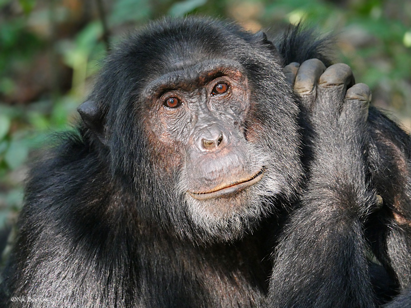 Chimps Are Swinging Through Kibale   And the Forest Has Never Been Emptier