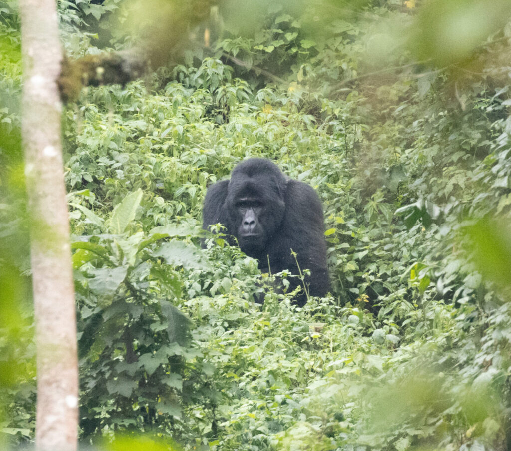 A Gorilla Touched My Hand and I Burst Into Tears: What Happened